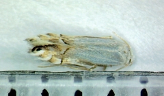 Phyllonorycter quercialbella