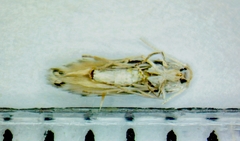 Phyllonorycter quercialbella