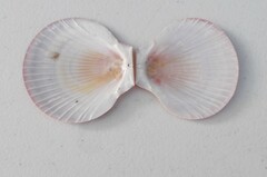 Amusium pleuronectes