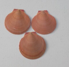 Amusium pleuronectes