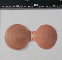 Amusium pleuronectes