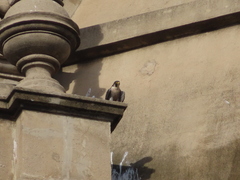 Falco peregrinus