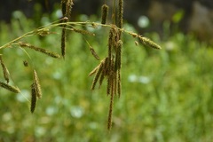 Carex chordalis