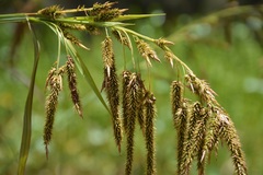 Carex chordalis