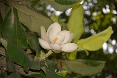 Magnolia sharpii