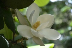 Magnolia sharpii