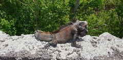 Iguana iguana melanoderma