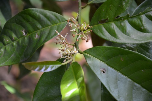 Oecopetalum mexicanum (Oecopetalum mexicanum)