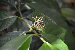 Oecopetalum mexicanum, photograph (c) Neptalí Ramírez Marcial, some rights reserved (CC BY)