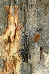 Anoplophora glabripennis