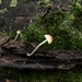 Psathyrella psammophila - Photo (c) Ron Kerner, alguns direitos reservados (CC BY-NC), enviado por Ron Kerner