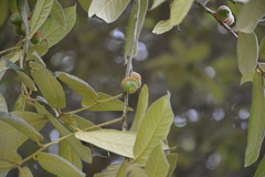Quercus × dysophylla