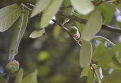 Quercus × dysophylla