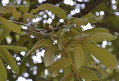 Quercus × dysophylla