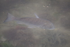Acanthopagrus schlegelii