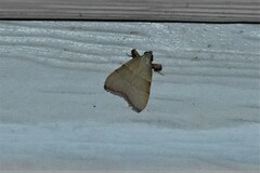 Basacallis tarachodes