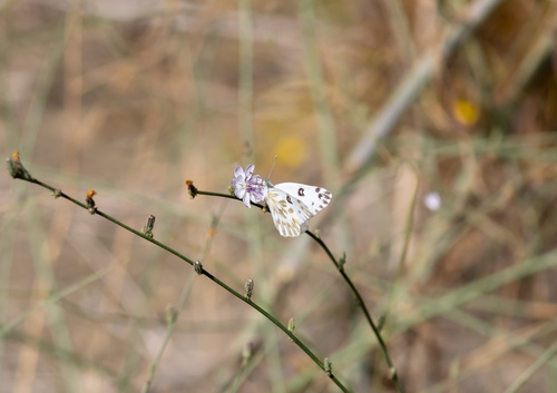 Becker's White photo 6
