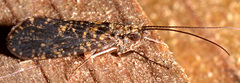 Dolophilodes distinctus