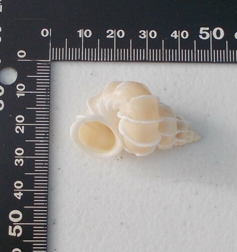 Epitonium scalare, 2022-08-19