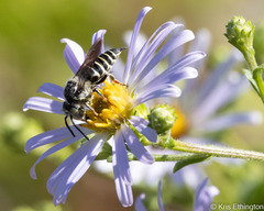 Coelioxys rufitarsis