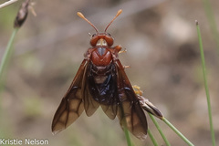 Cimbicidae