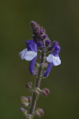 Scutellaria discolor