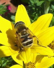 Eristalis stipator