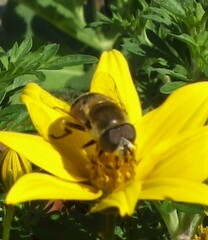 Eristalis stipator