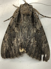 Catocala amatrix