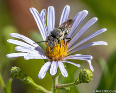 Coelioxys rufitarsis