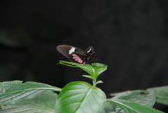 Parides eurimedes