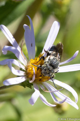 Coelioxys rufitarsis