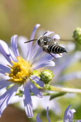 Coelioxys rufitarsis