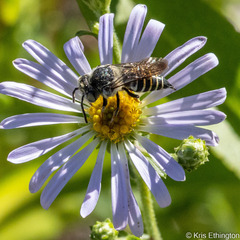 Coelioxys rufitarsis