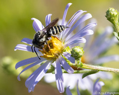 Coelioxys rufitarsis