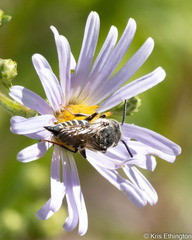 Coelioxys rufitarsis
