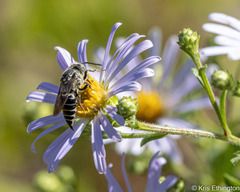 Coelioxys rufitarsis