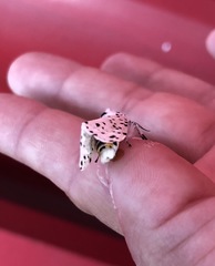 Hypercompe permaculata