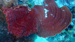 Cribrochalina vasculum