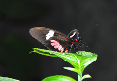 Parides eurimedes