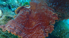 Cribrochalina vasculum