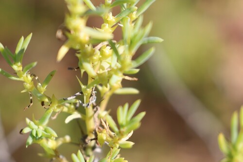 Sclerolaena glabra · iNaturalist United Kingdom