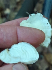 Tyromyces galactinus