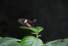 Parides eurimedes