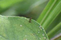 Solenopsis geminata