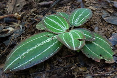Gravesia mirabilis