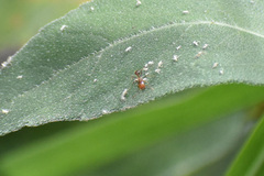 Solenopsis geminata
