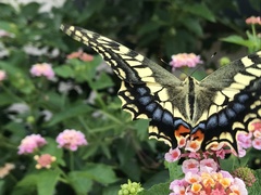 Papilio machaon hippocrates