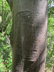 Bursera penicillata