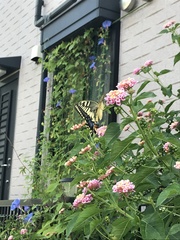 Papilio machaon hippocrates